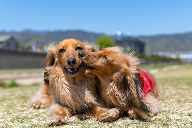 Probiotic for dogs. Digestive Care Soft chews for dogs | LxElementshim healthy